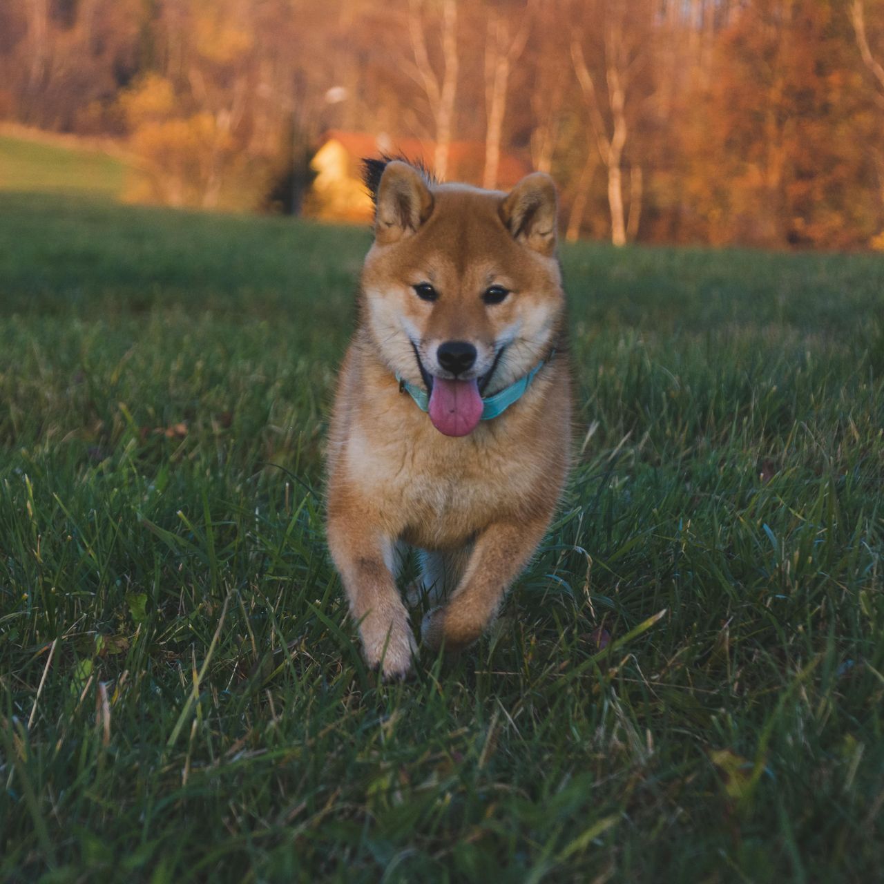 Soutěžní fotografie - Amaya,  Shiba