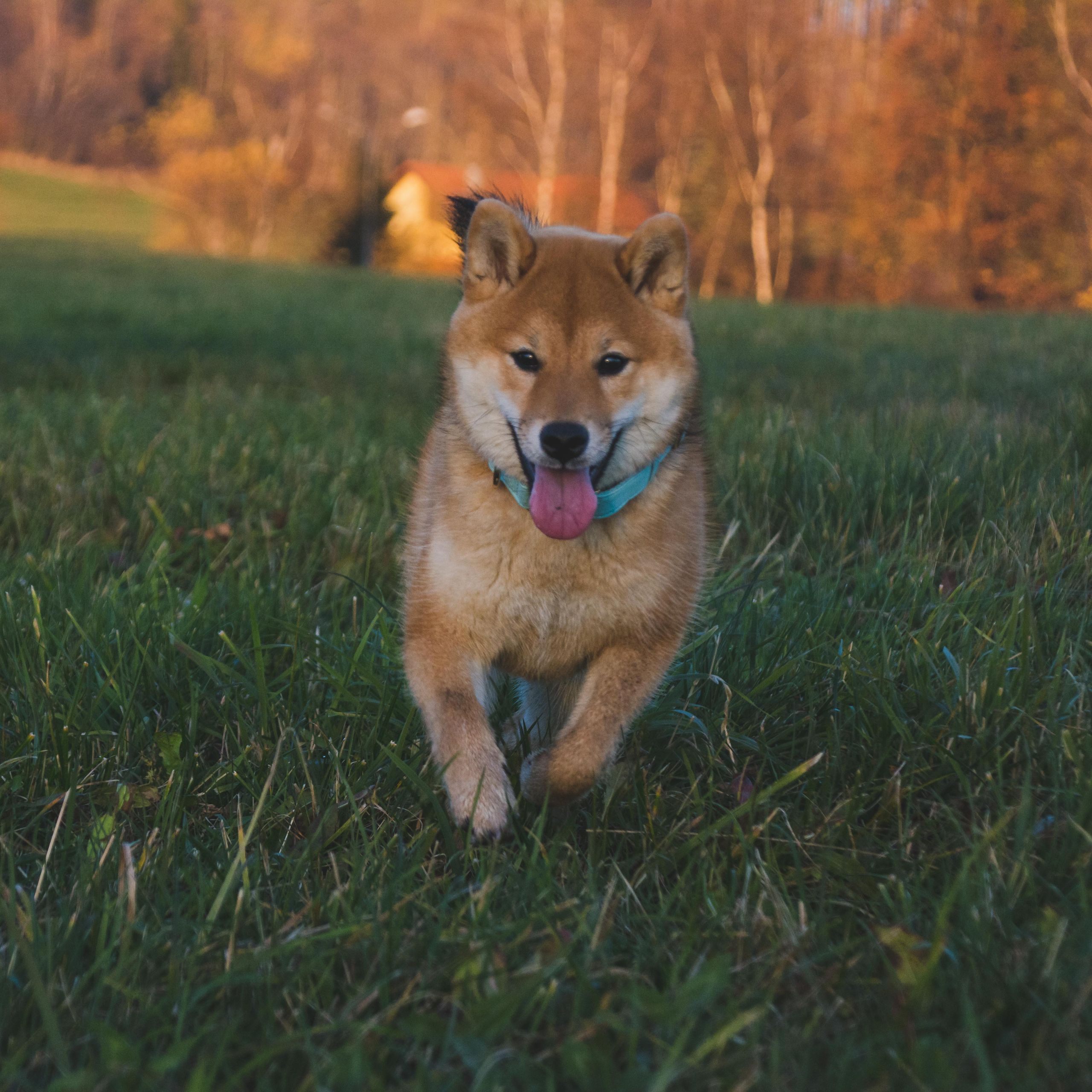 Soutěžní fotografie - Amaya,  Shiba