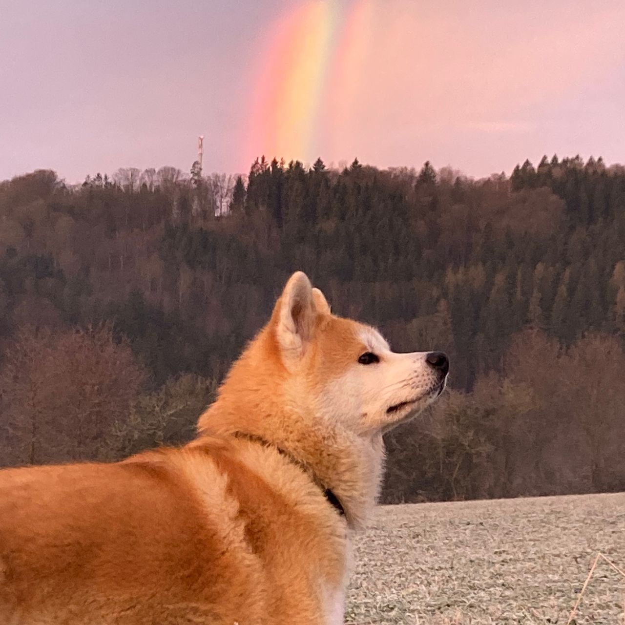 Soutěžní fotografie - Isan Samu,  Akita