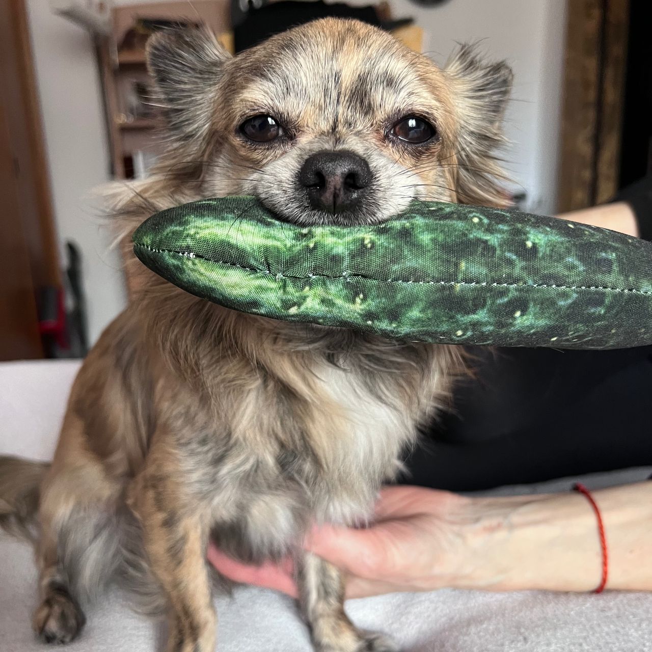 Soutěžní fotografie - pan Pickles,  Čivava