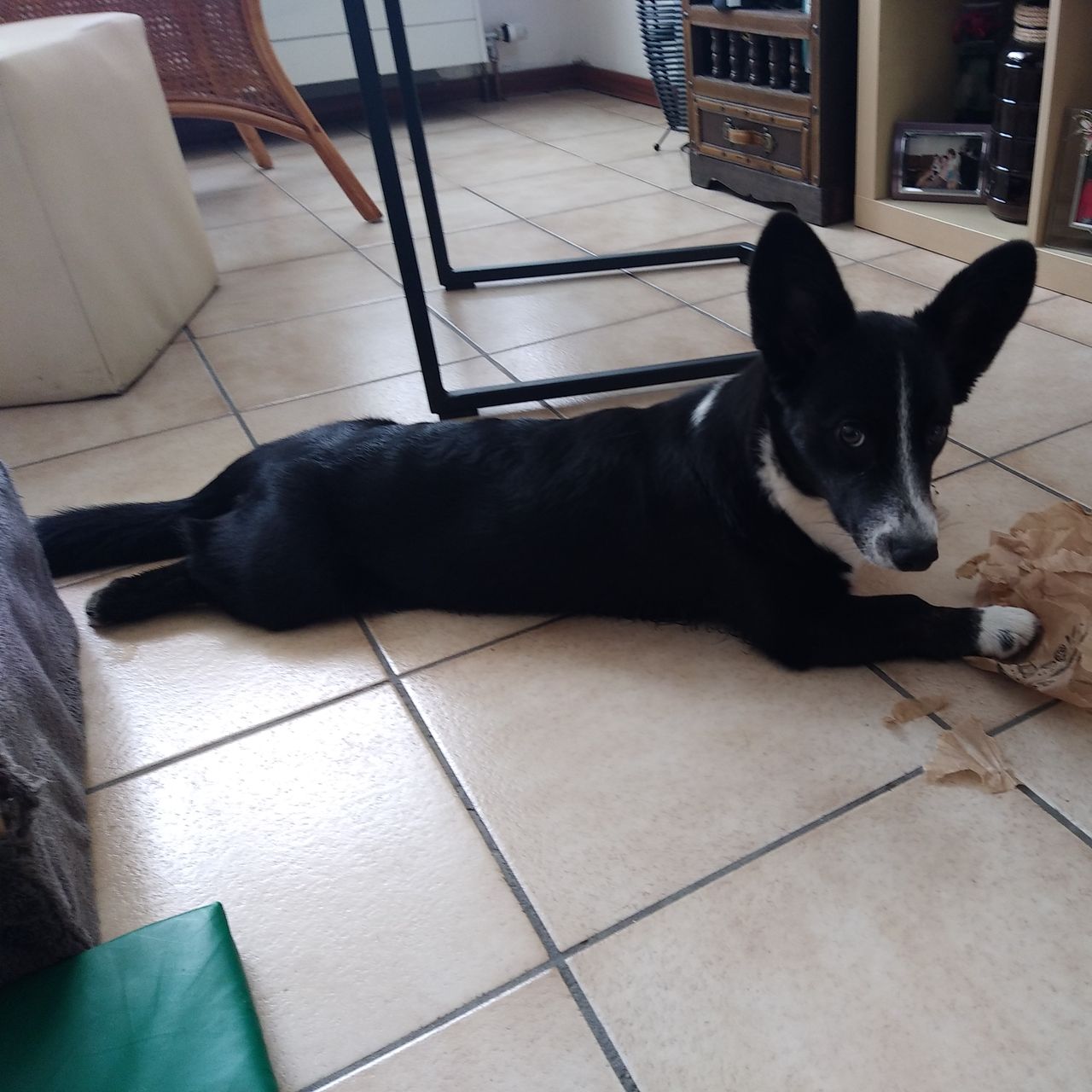 Soutěžní fotografie - Afi,  Welsh Corgi Cardigan