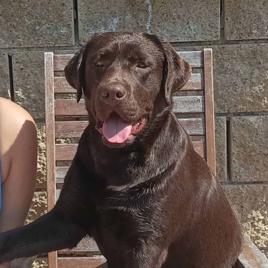 Soutěžní fotografie - Edanek,  Labradorský retriever