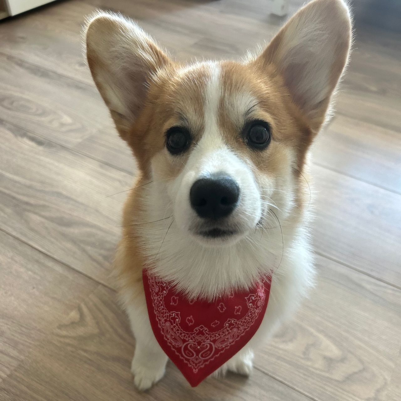 Soutěžní fotografie - Murphy,  Welsh Corgi Pembroke