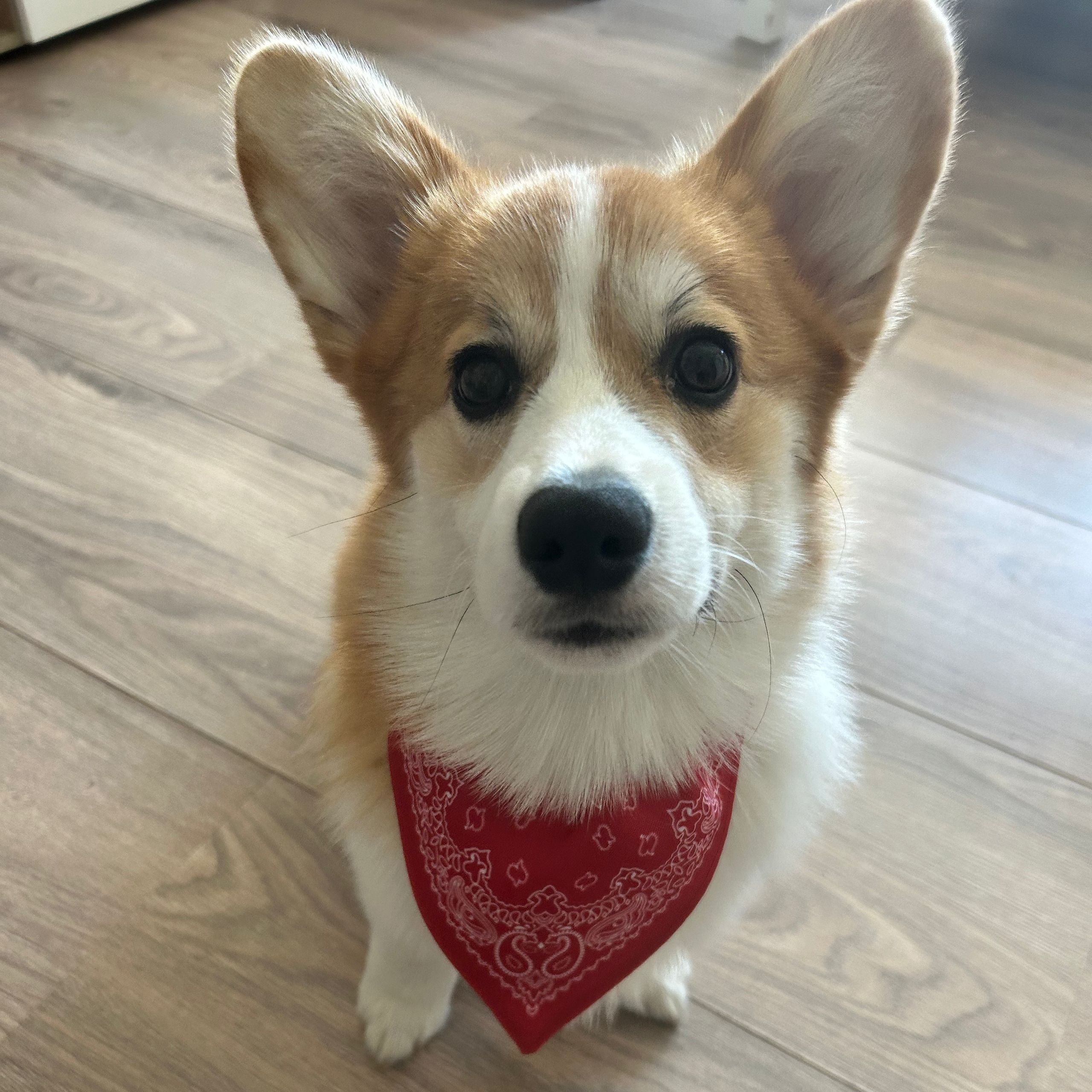 Soutěžní fotografie - Murphy,  Welsh Corgi Pembroke