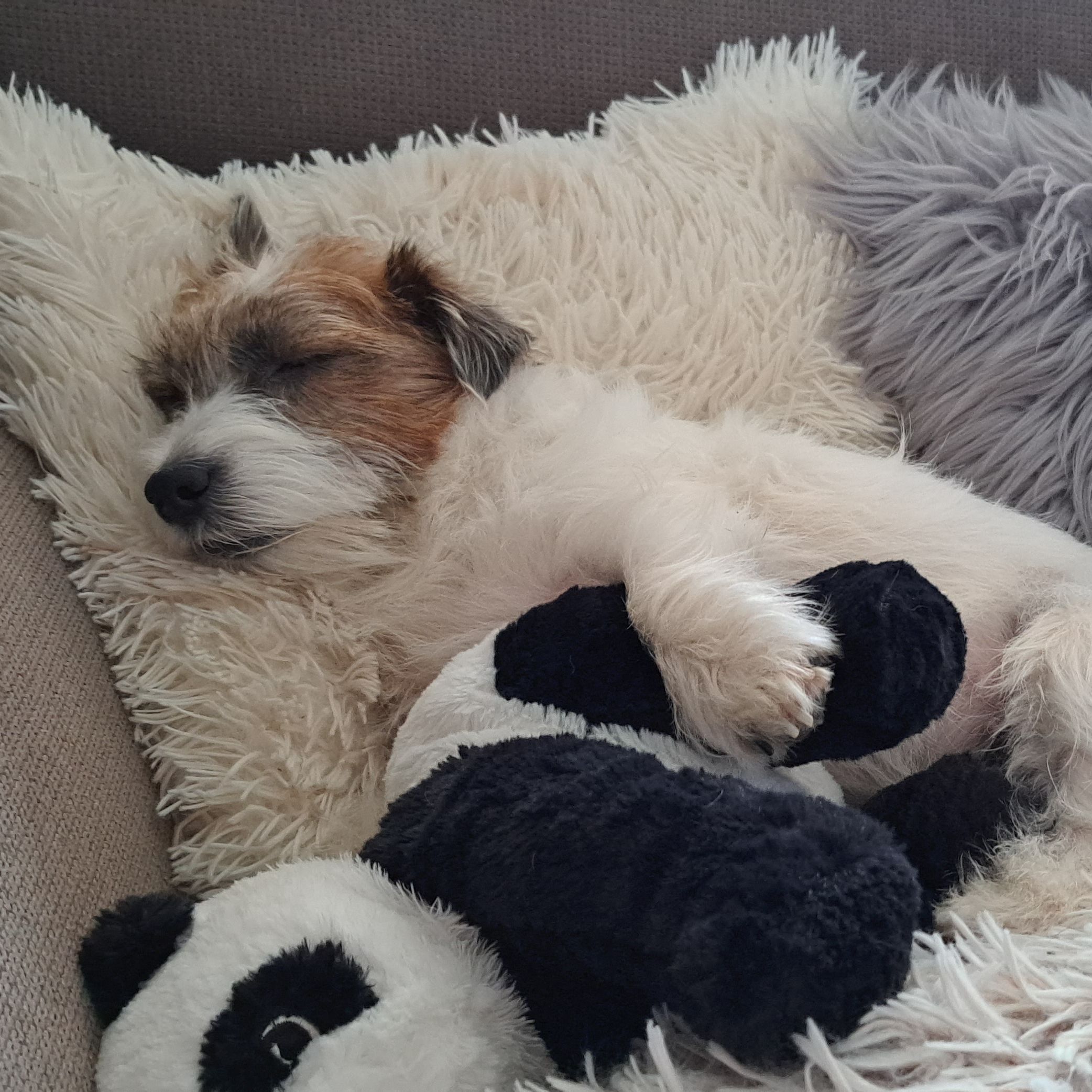Soutěžní fotografie - Matylda,  Jack Russell Teriér