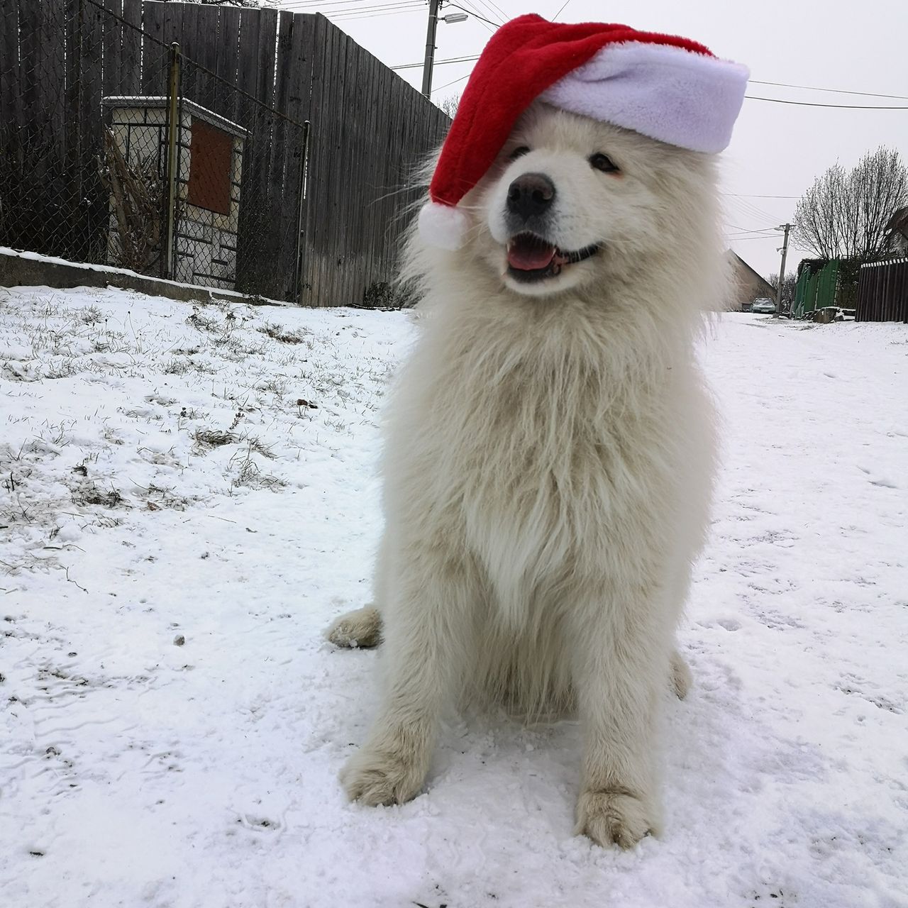 Soutěžní fotografie - Jerry,  Samojed
