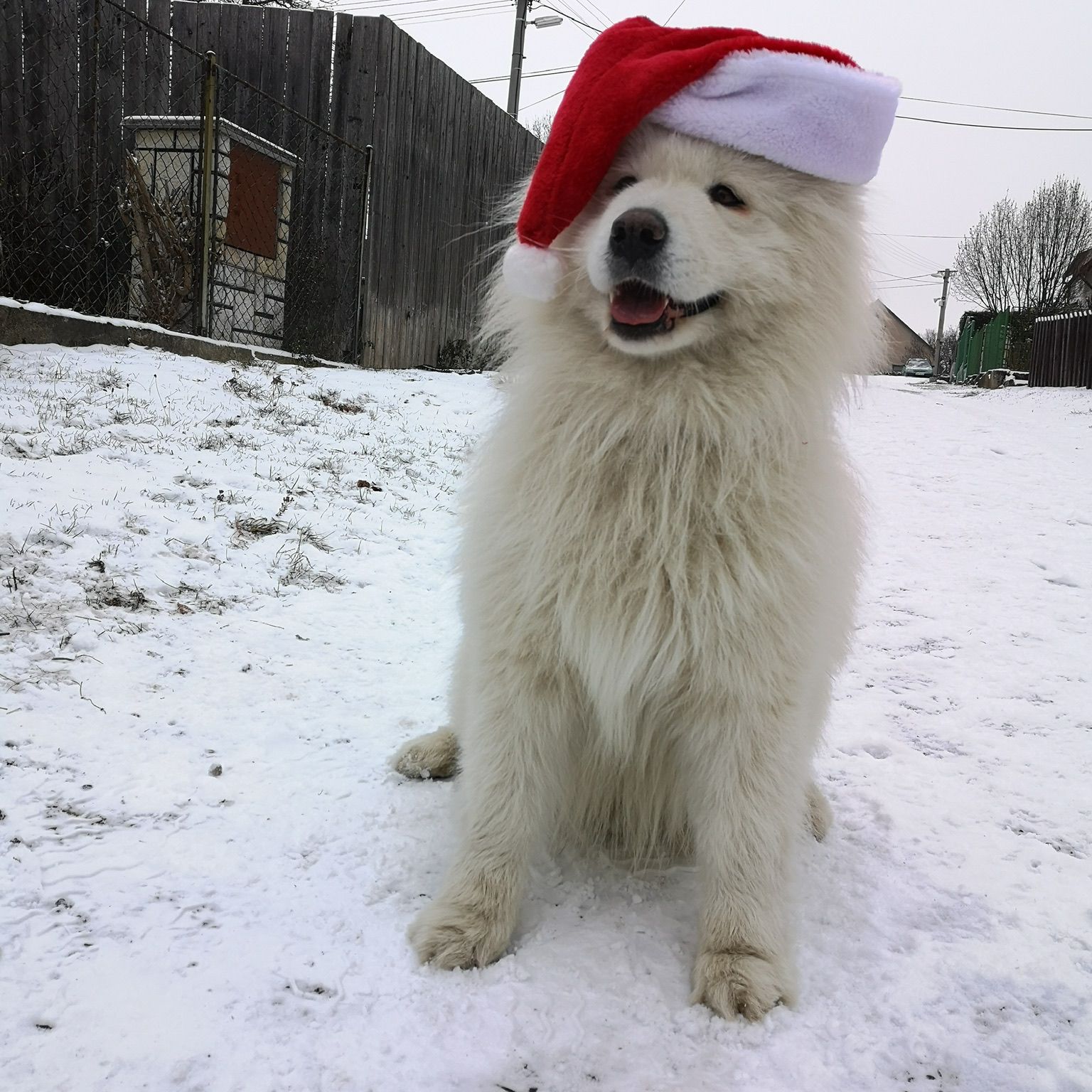 Soutěžní fotografie - Jerry,  Samojed