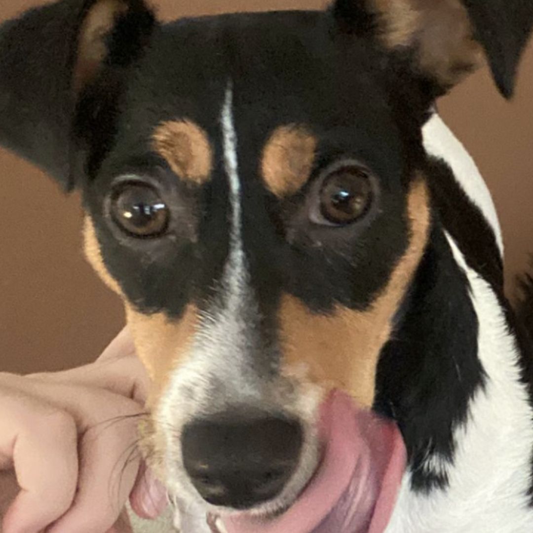 Soutěžní fotografie - Skipy Komárek,  Jack Russell Teriér