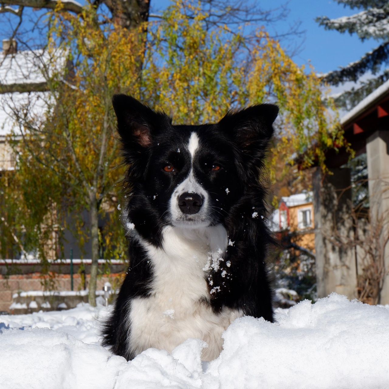Soutěžní fotografie - Angie,  Border kolie