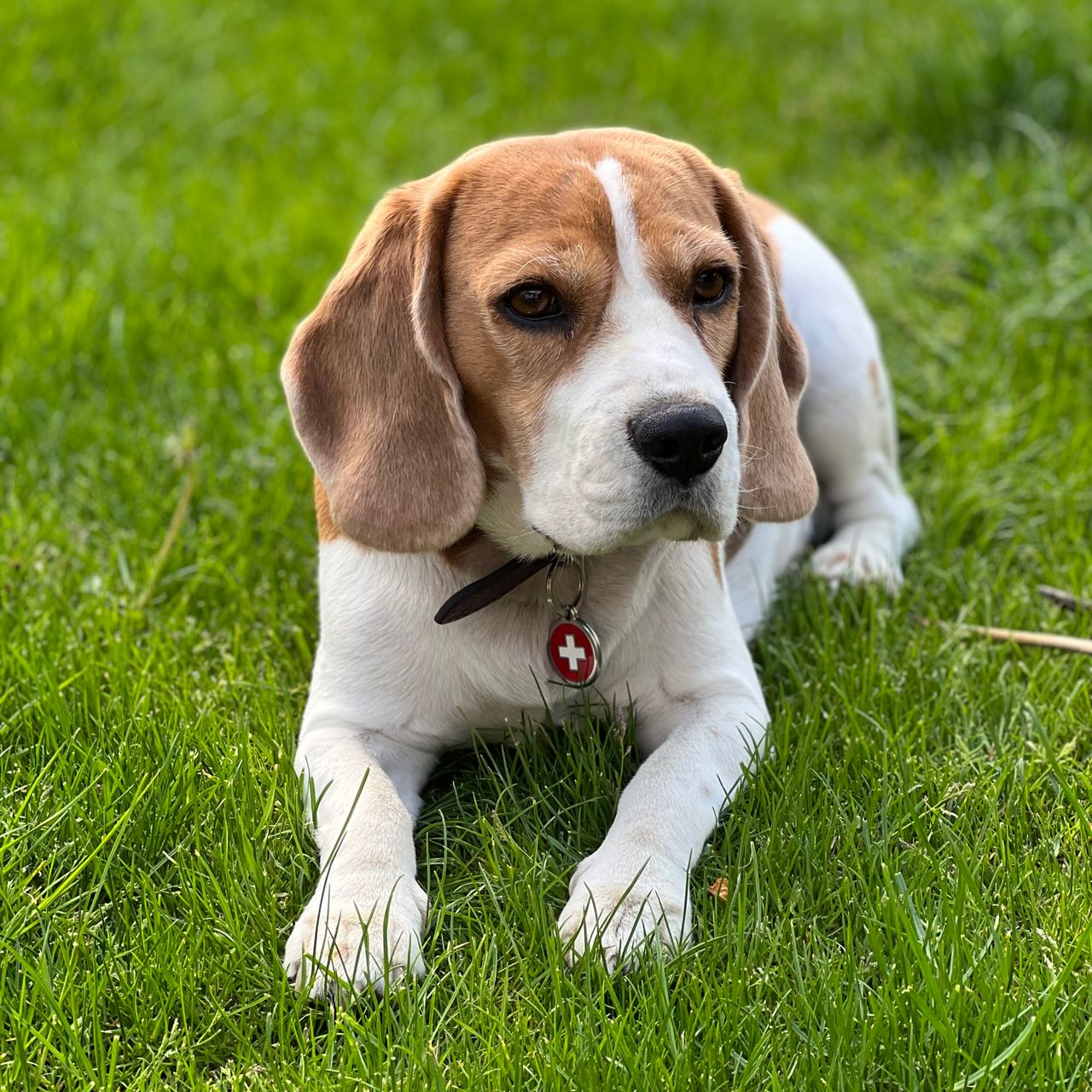 Soutěžní fotografie - Fida,  Beagle