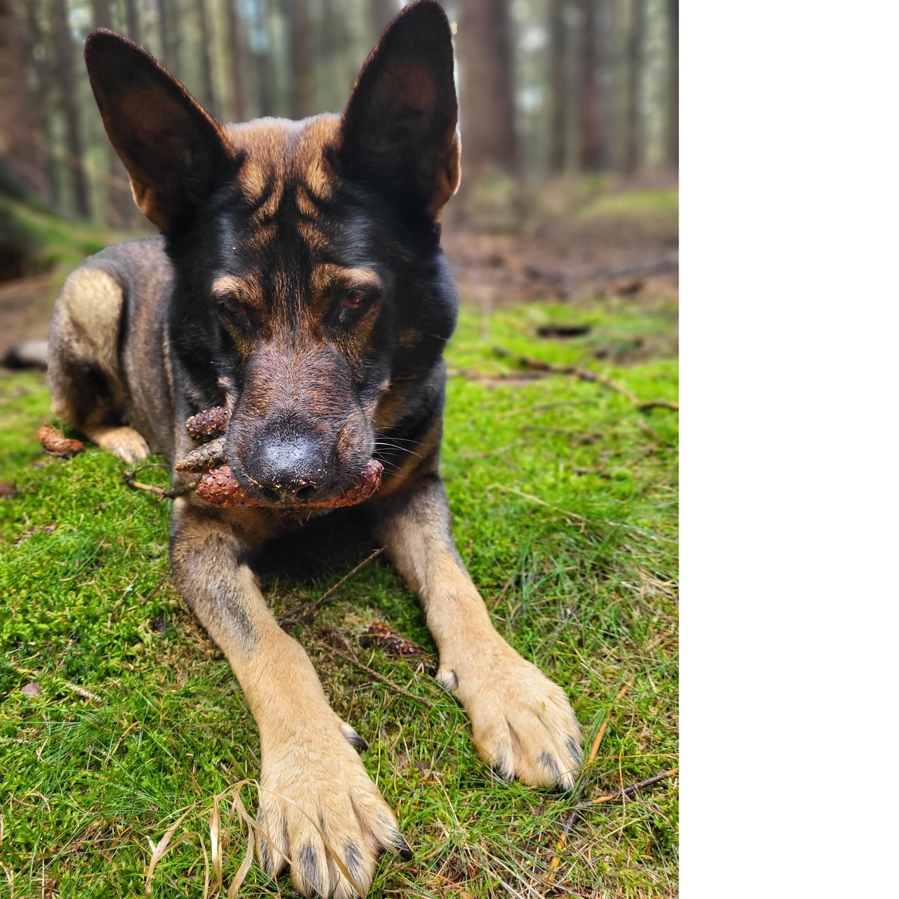 Soutěžní fotografie - NERO,  Německý ovčák