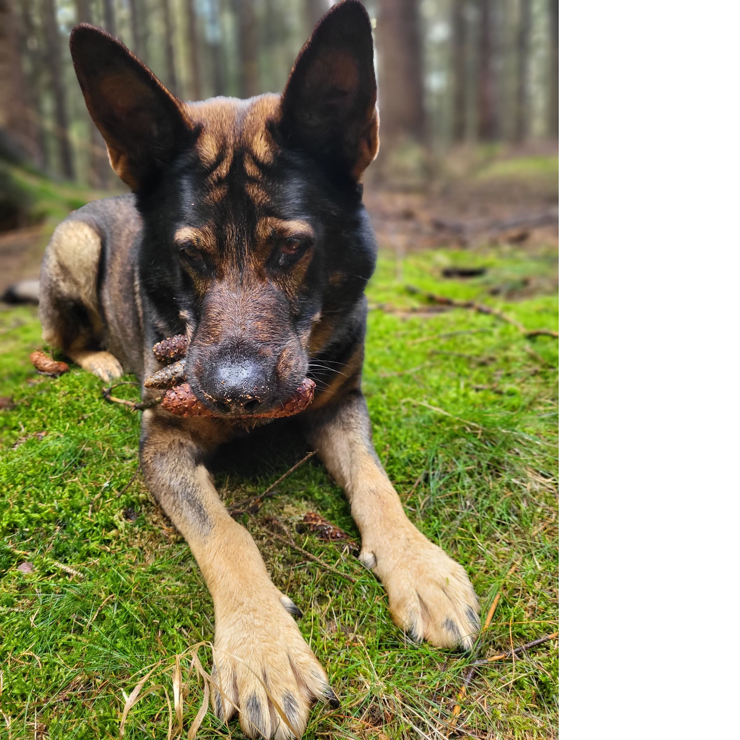 Soutěžní fotografie - NERO,  Německý ovčák