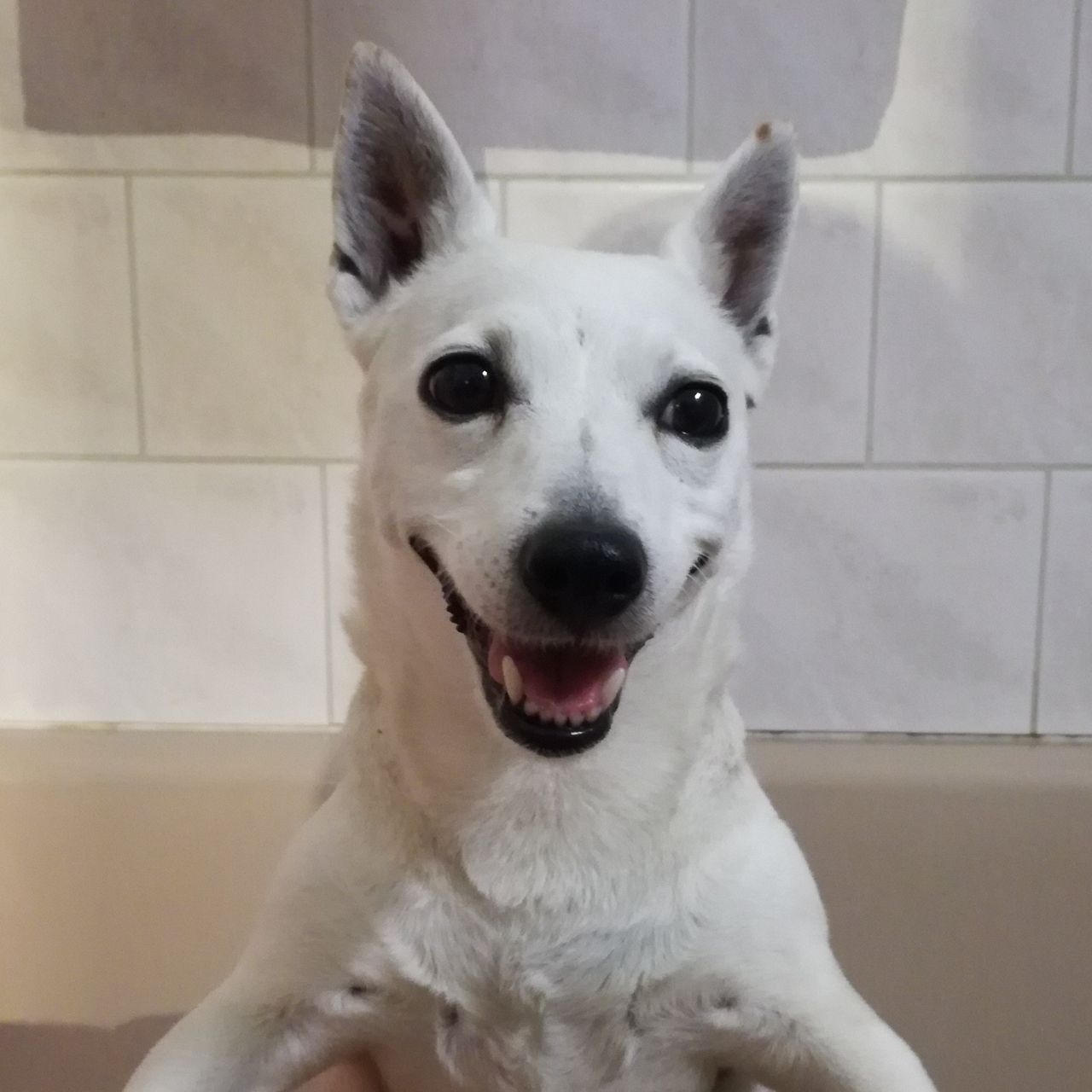 Soutěžní fotografie - Connie,  Jack Russell Teriér