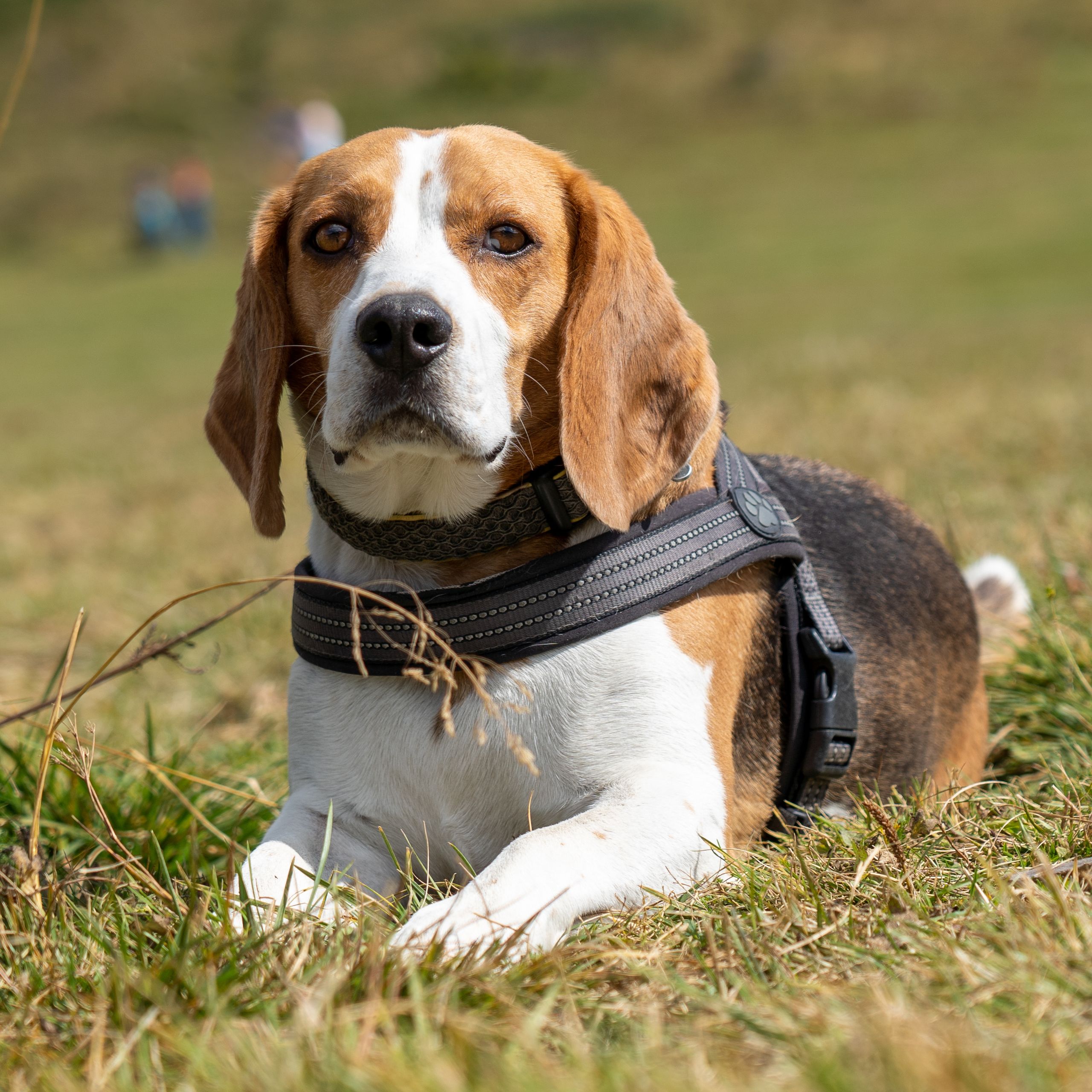 Soutěžní fotografie - Hugo,  Beagle