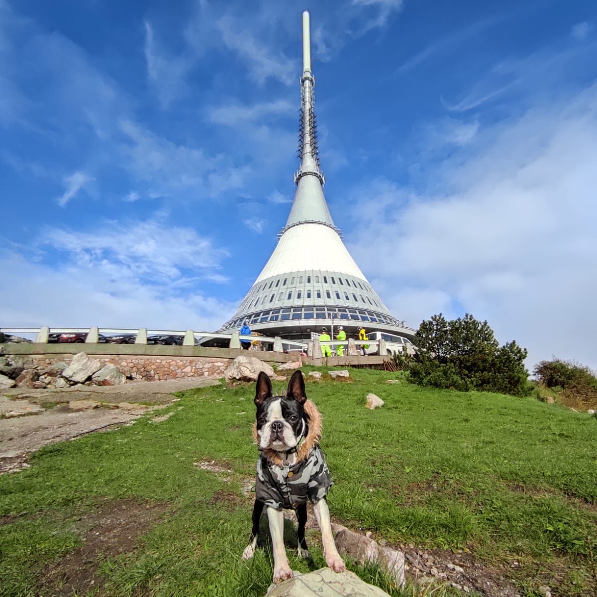 Soutěžní fotografie - Baddy,  Bostonský terier
