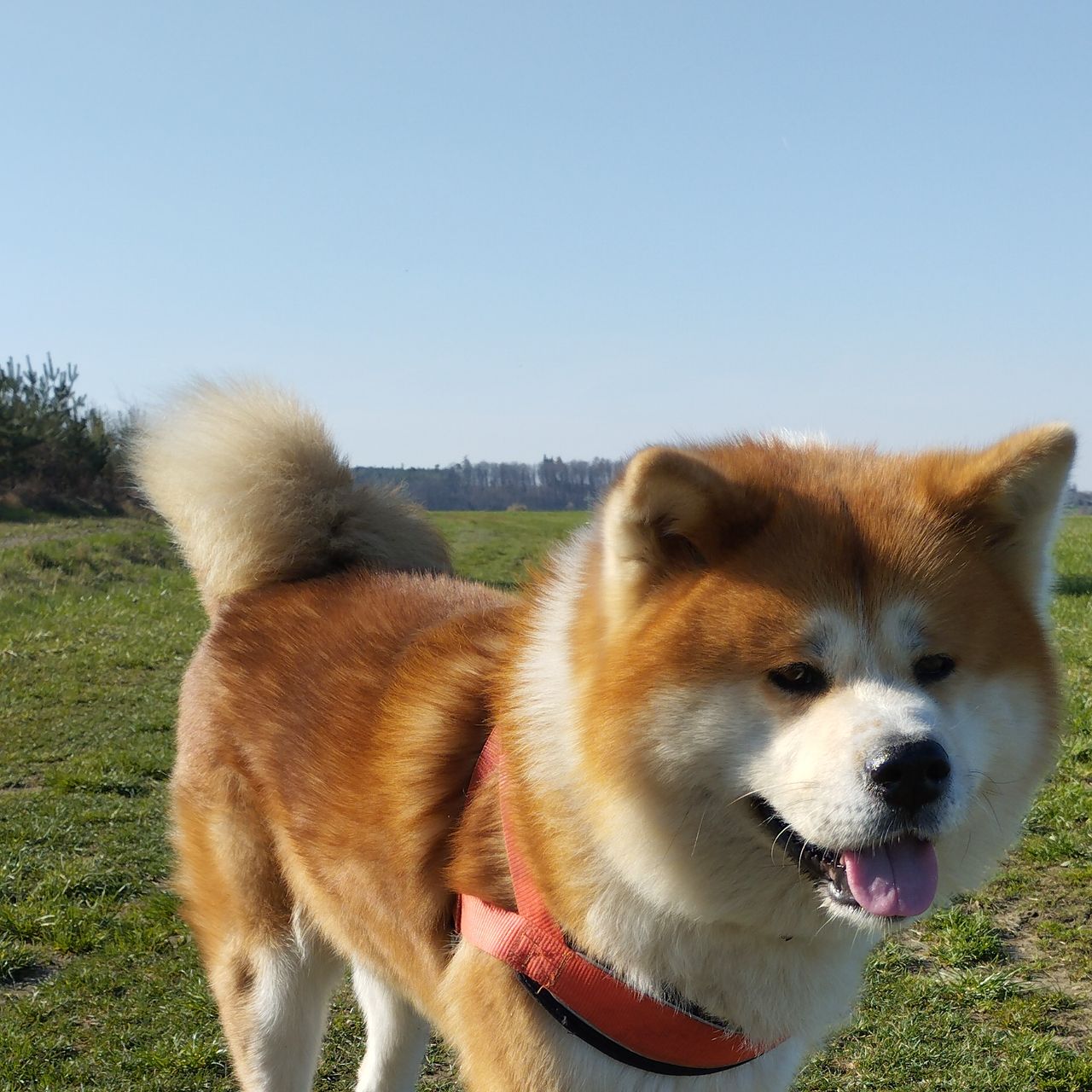Soutěžní fotografie - Argiš,  Akita