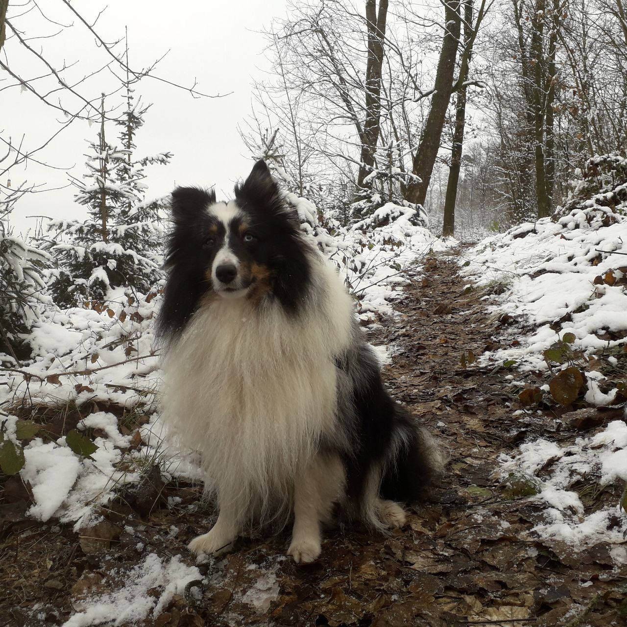 Soutěžní fotografie - Charlie,  Sheltie