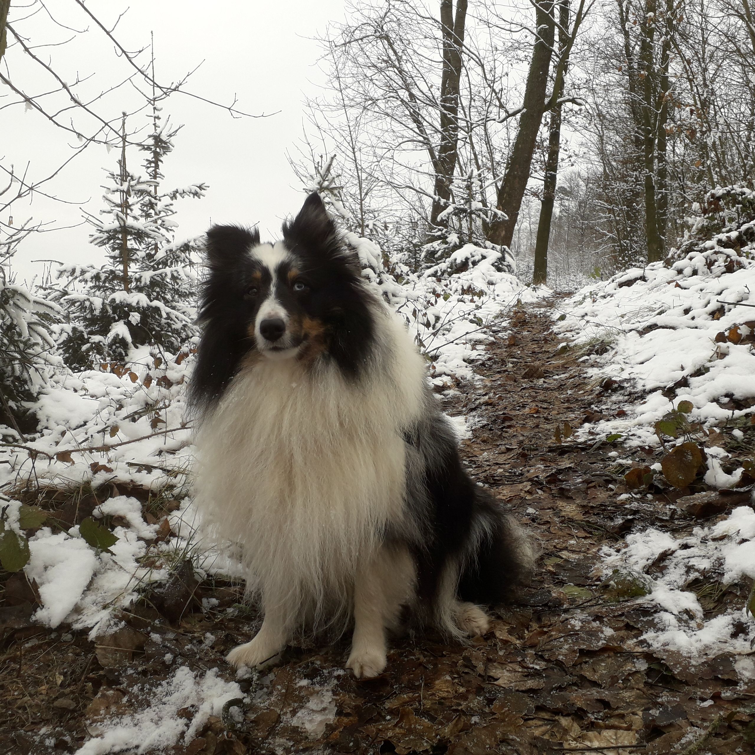 Soutěžní fotografie - Charlie,  Sheltie