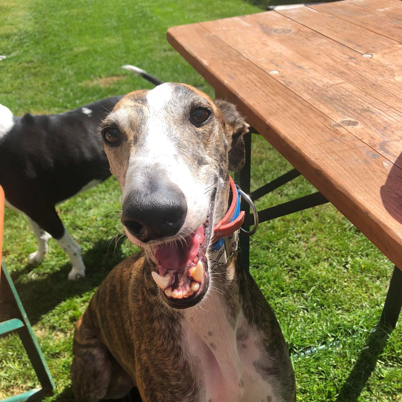 Soutěžní fotografie - Koen,  Španělský galgo
