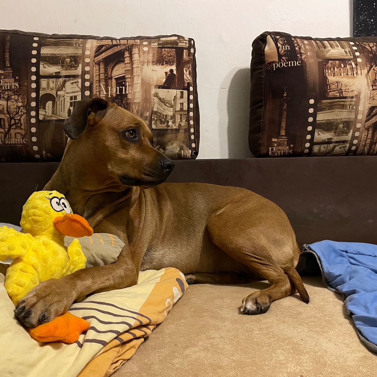 Soutěžní fotografie - Meggie,  Rhodéský ridgeback