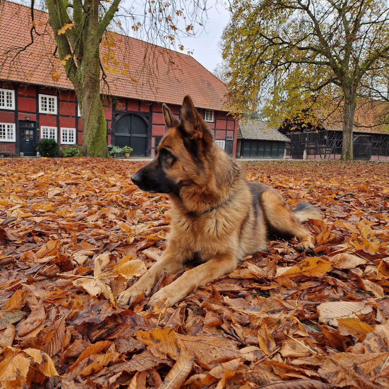 Soutěžní fotografie - Bambi,  Německý ovčák