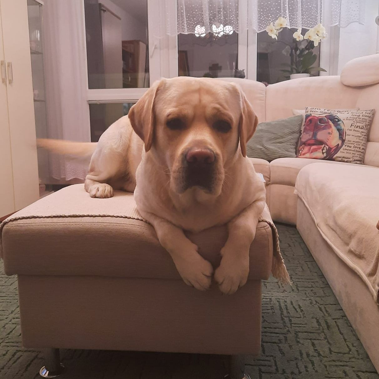 Soutěžní fotografie - Max,  Labradorský retriever