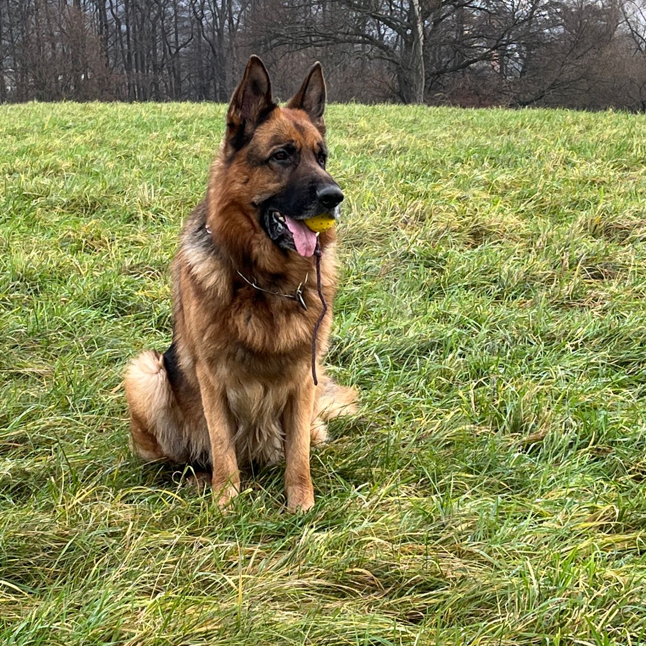 Soutěžní fotografie - Max,  Německý ovčák