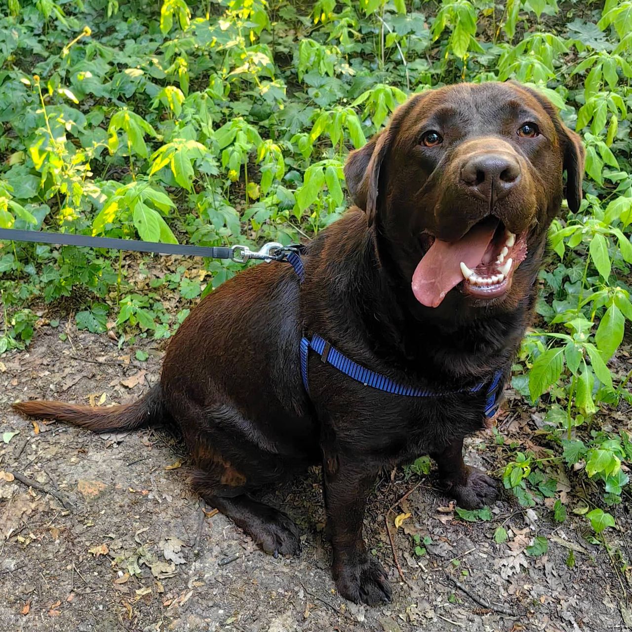 Soutěžní fotografie - Zeus,  Labradorský retriever