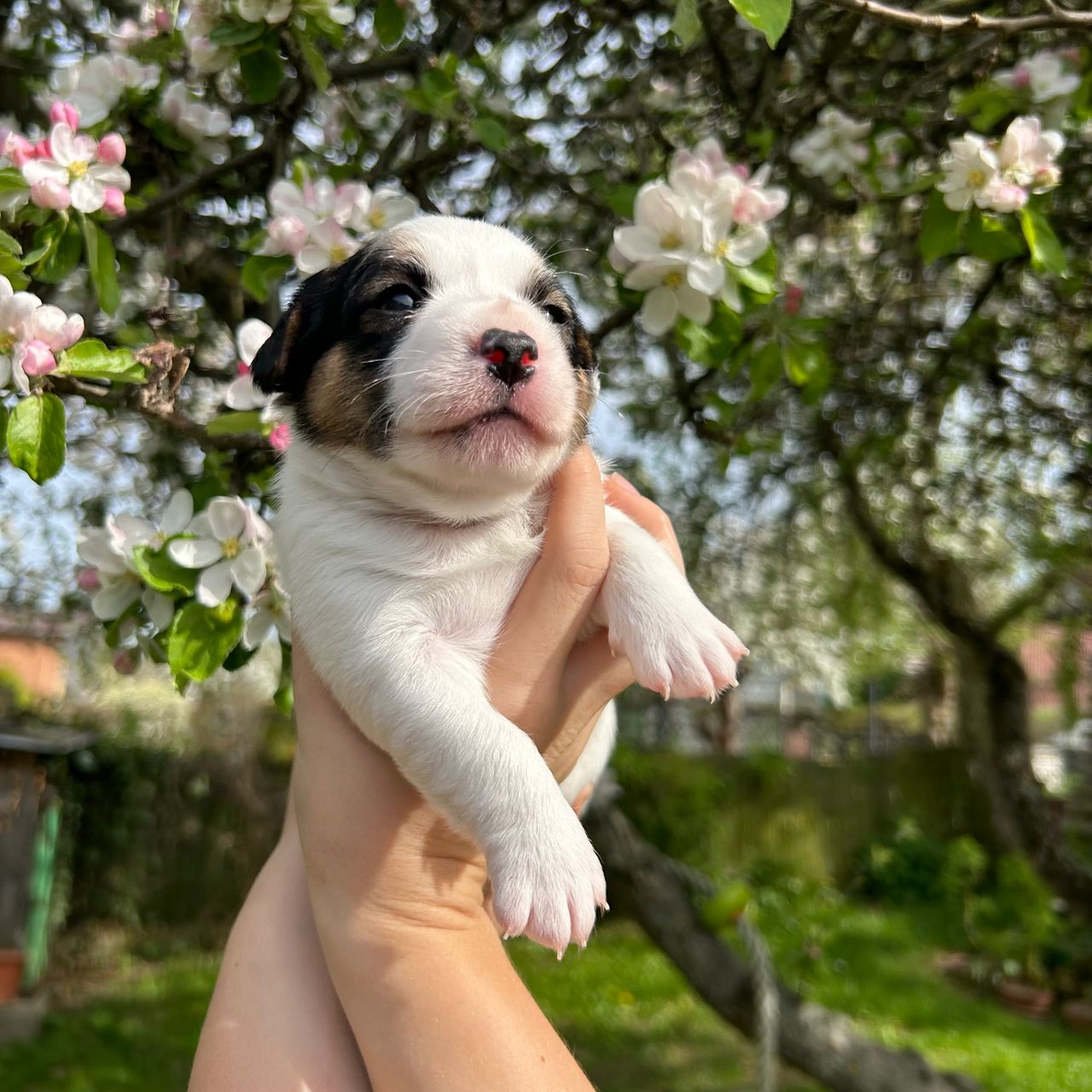 Soutěžní fotografie - Amigo ,  Jack Russell Teriér