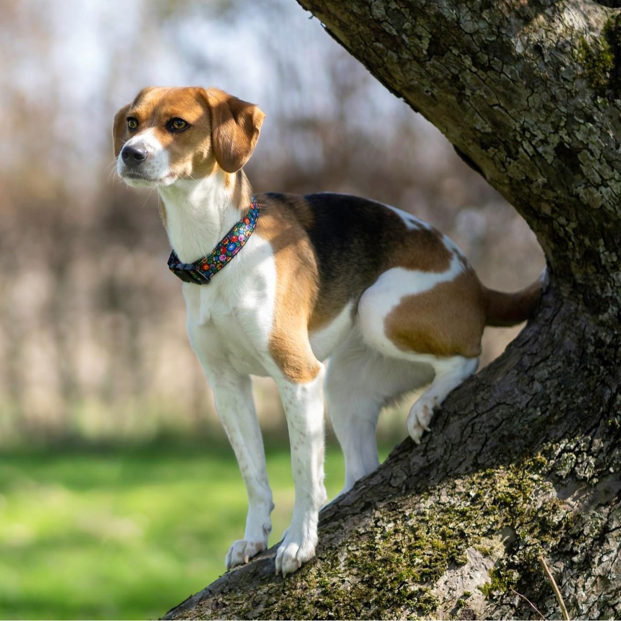 Soutěžní fotografie - Mia,  Beagle