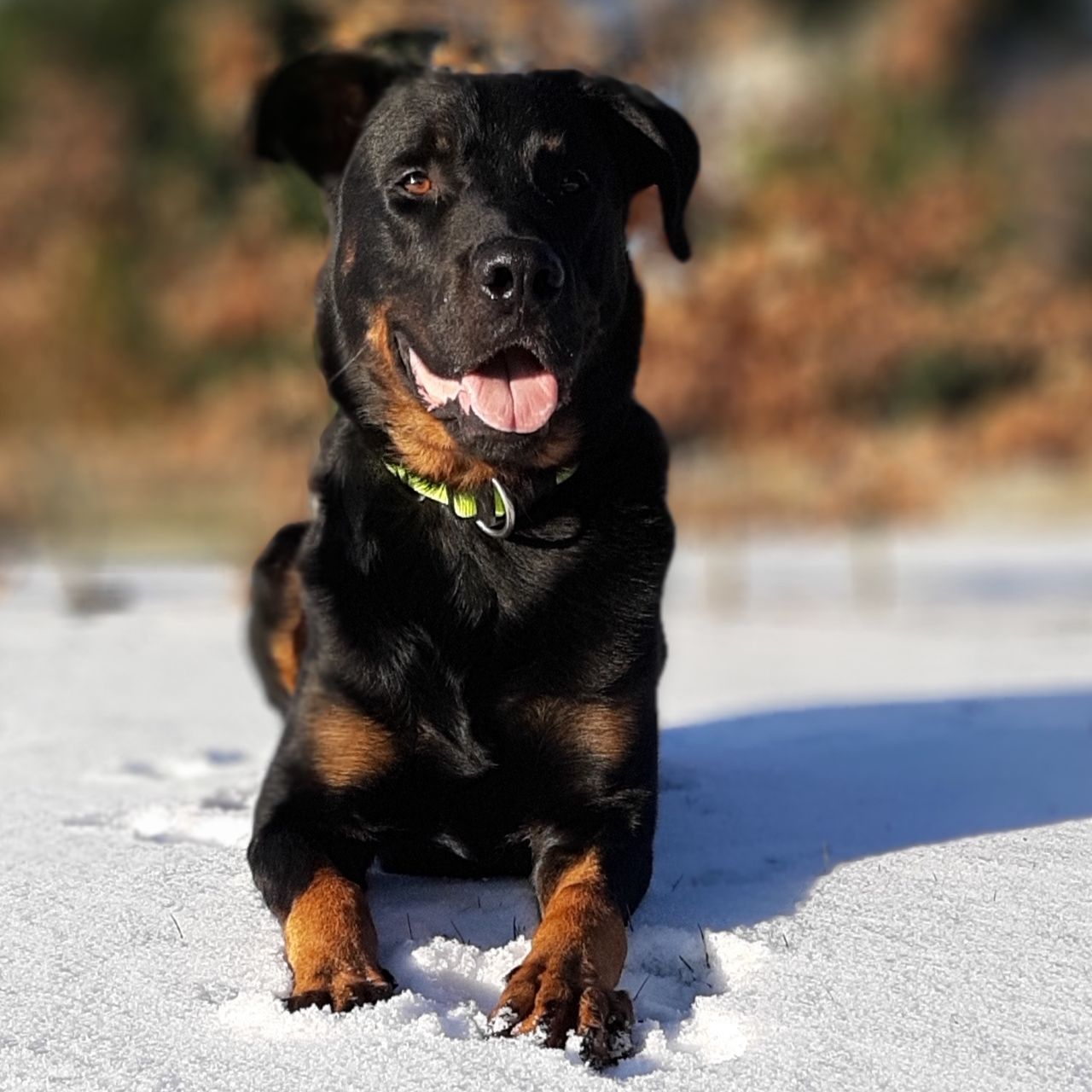 Soutěžní fotografie - Xerac Warrior Soul,  Beauceron Berger de Beauce