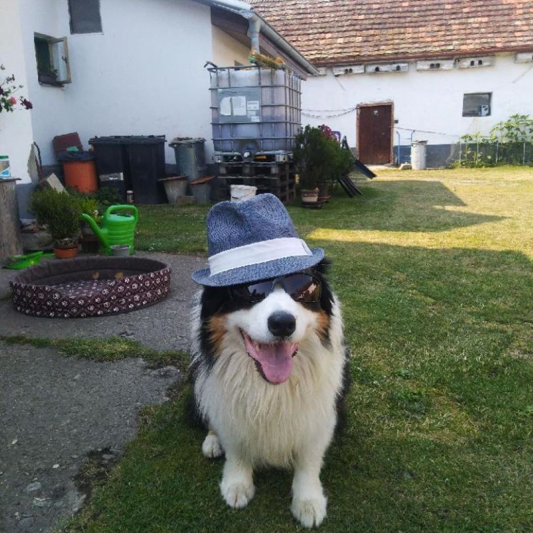Soutěžní fotografie - Kimi,  Australský ovčák