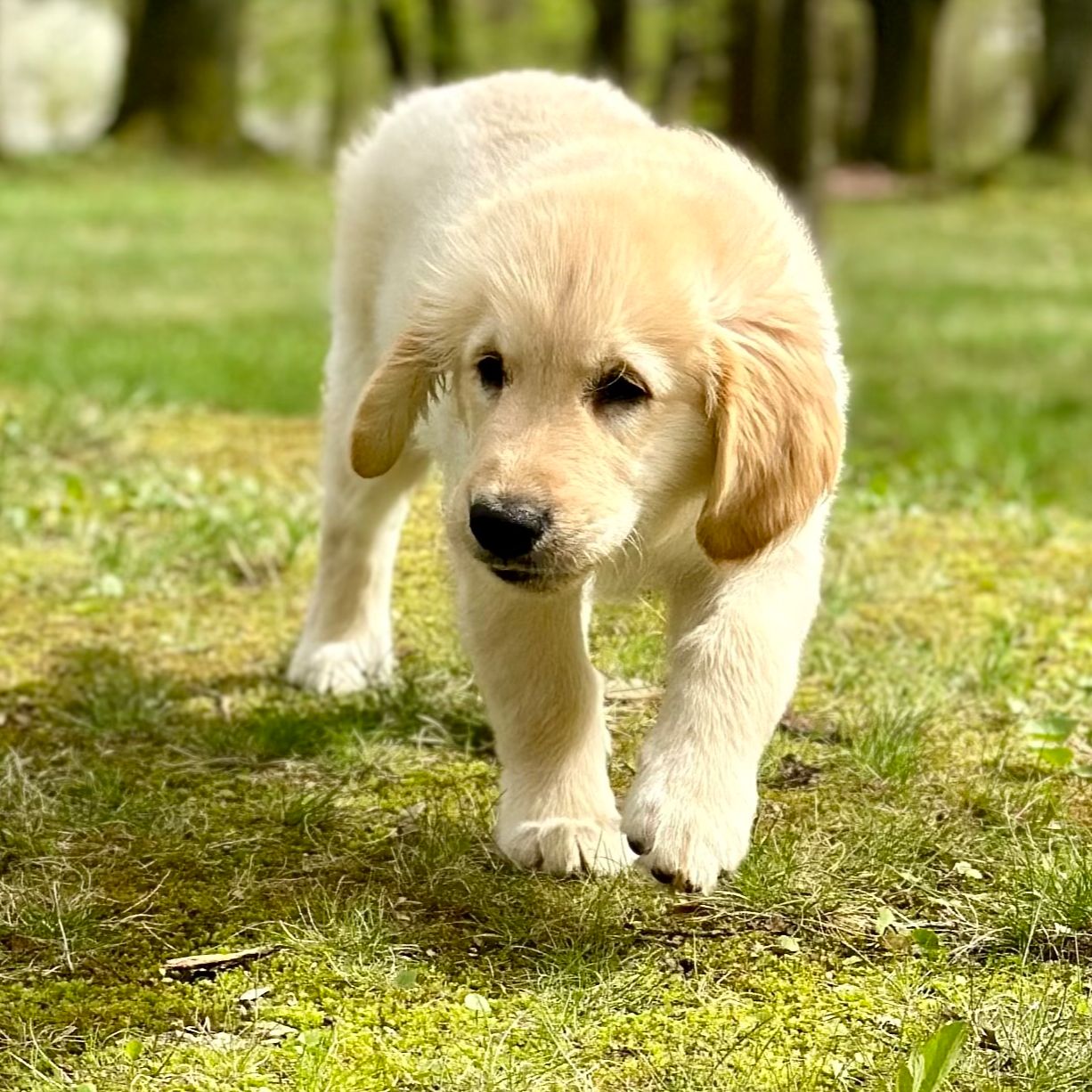 Soutěžní fotografie - Ilias Agarios,  Zlatý retriever