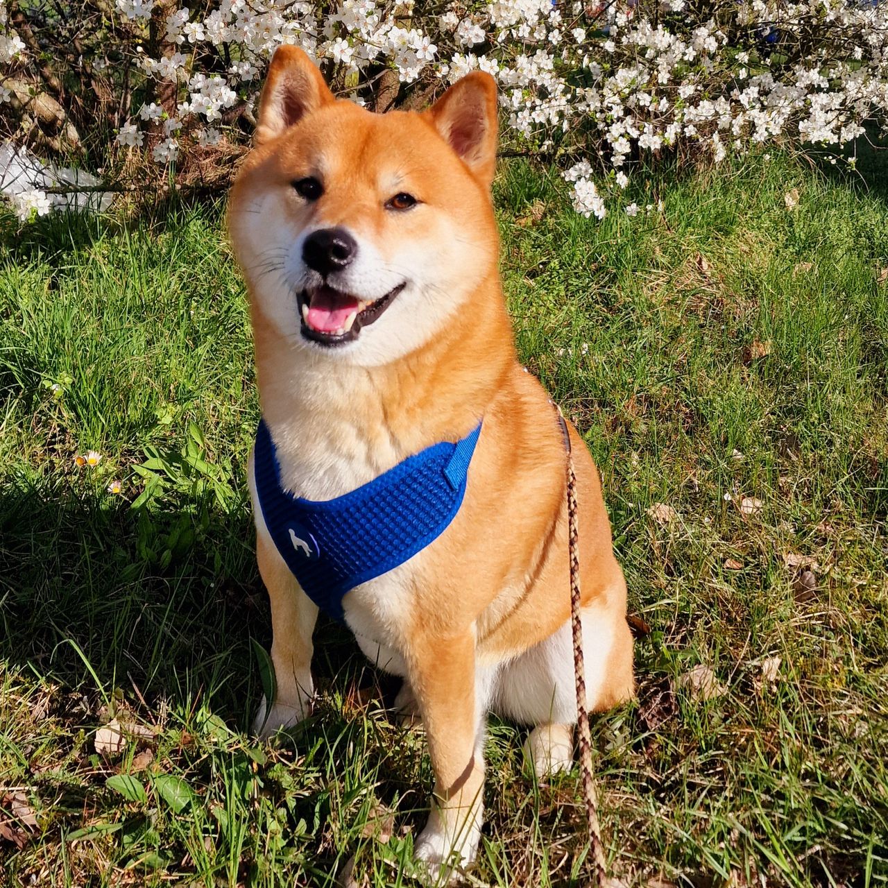 Soutěžní fotografie - Bimu,  Shiba