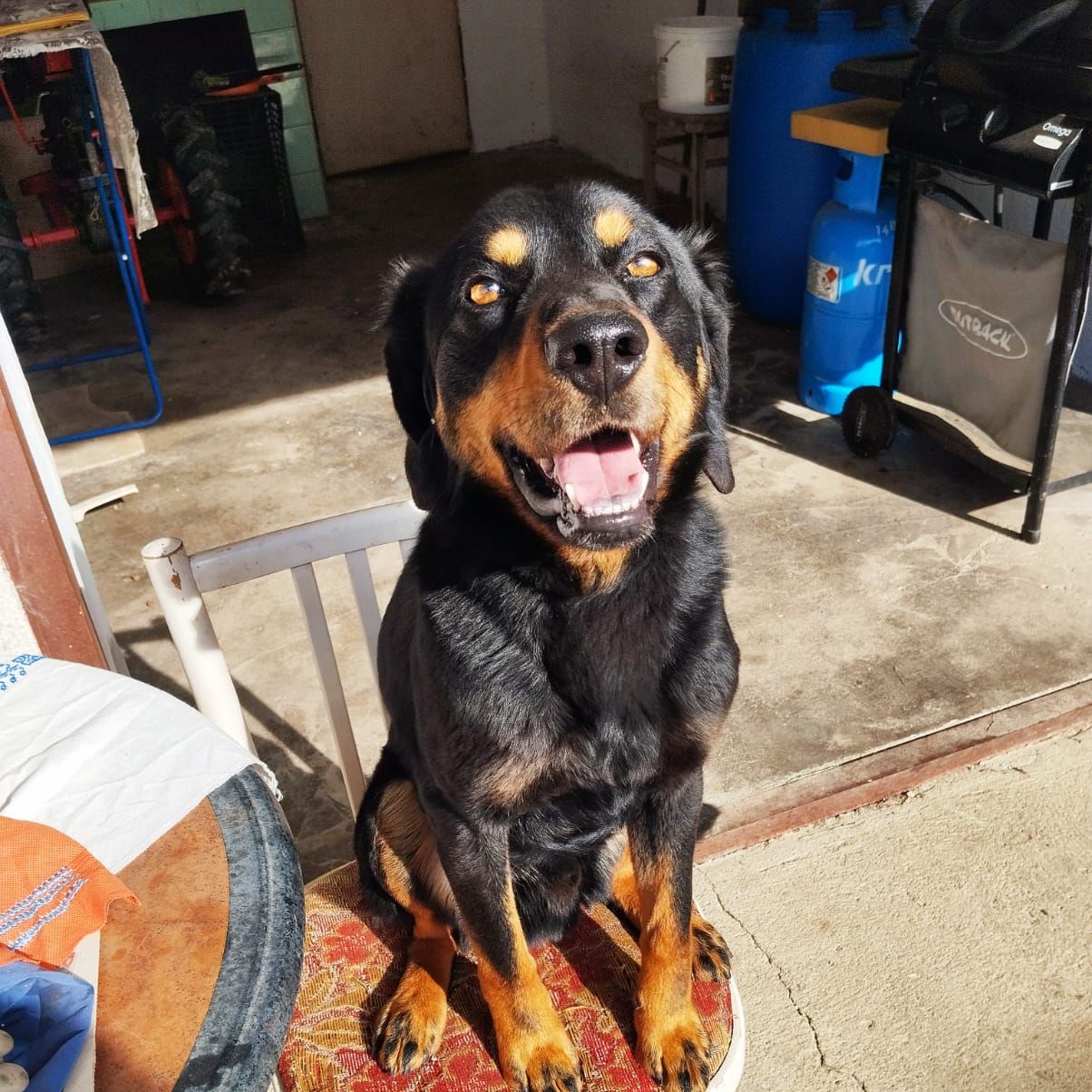 Soutěžní fotografie - Loki,  Ostatní