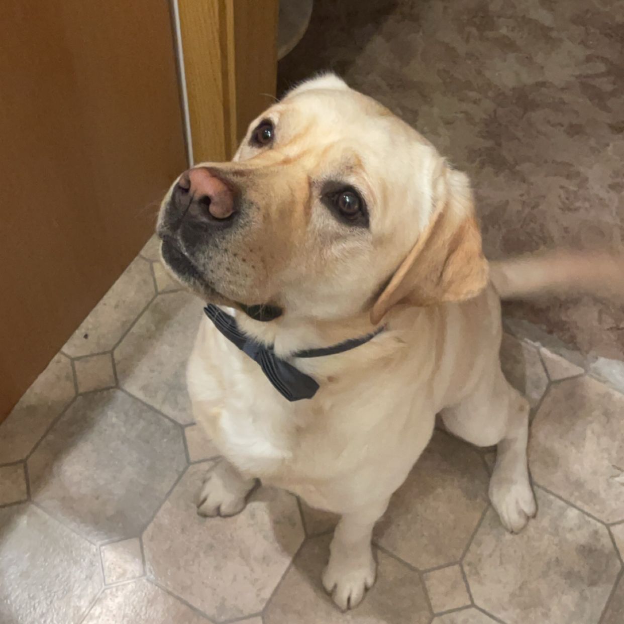 Soutěžní fotografie - Bastík,  Zlatý retriever