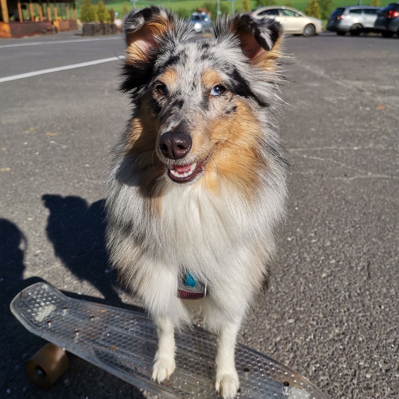Soutěžní fotografie - Lilly,  Sheltie