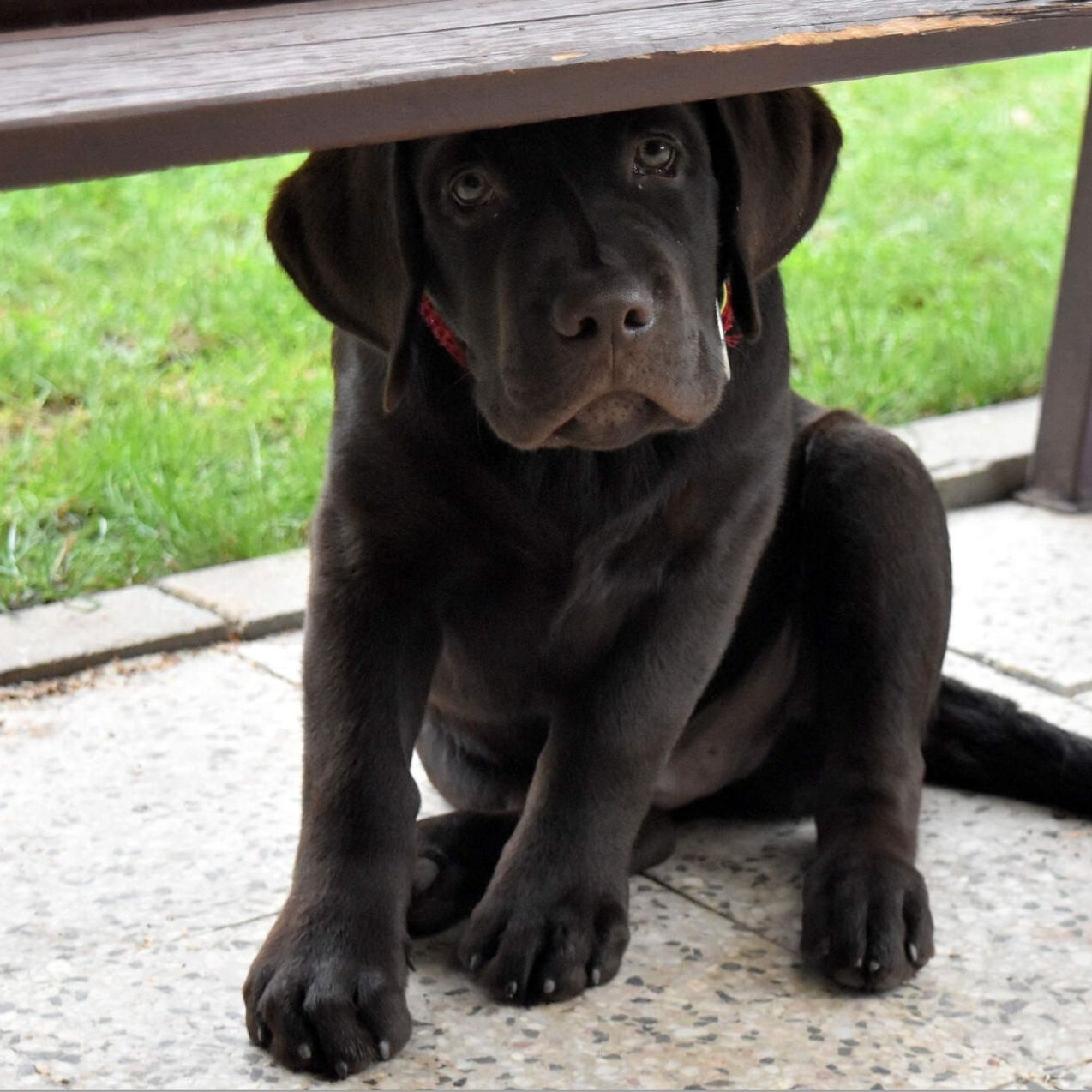 Soutěžní fotografie - Baky,  Labradorský retriever