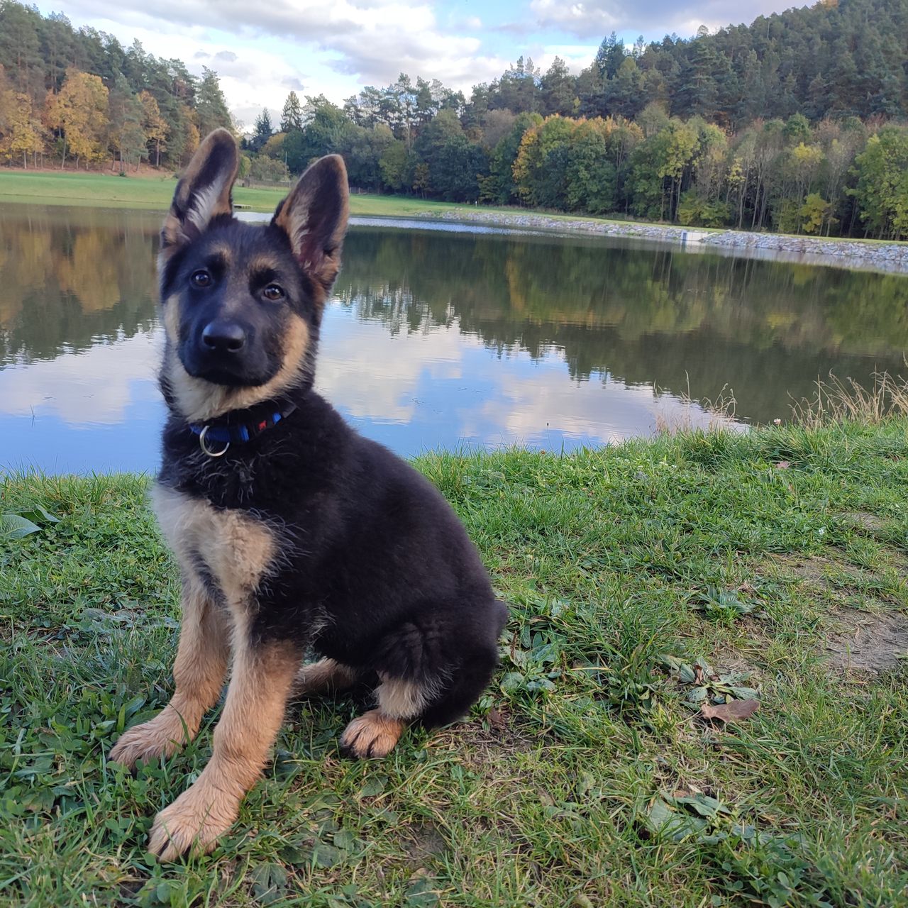 Soutěžní fotografie - Dixie,  Německý ovčák