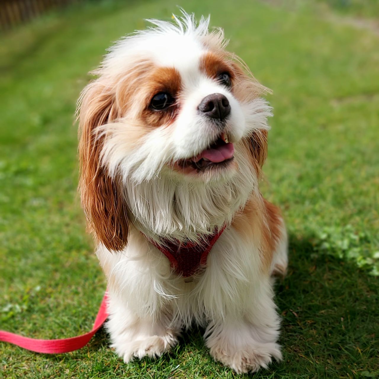 Soutěžní fotografie - Bella ,  Kavalír King Charles španěl
