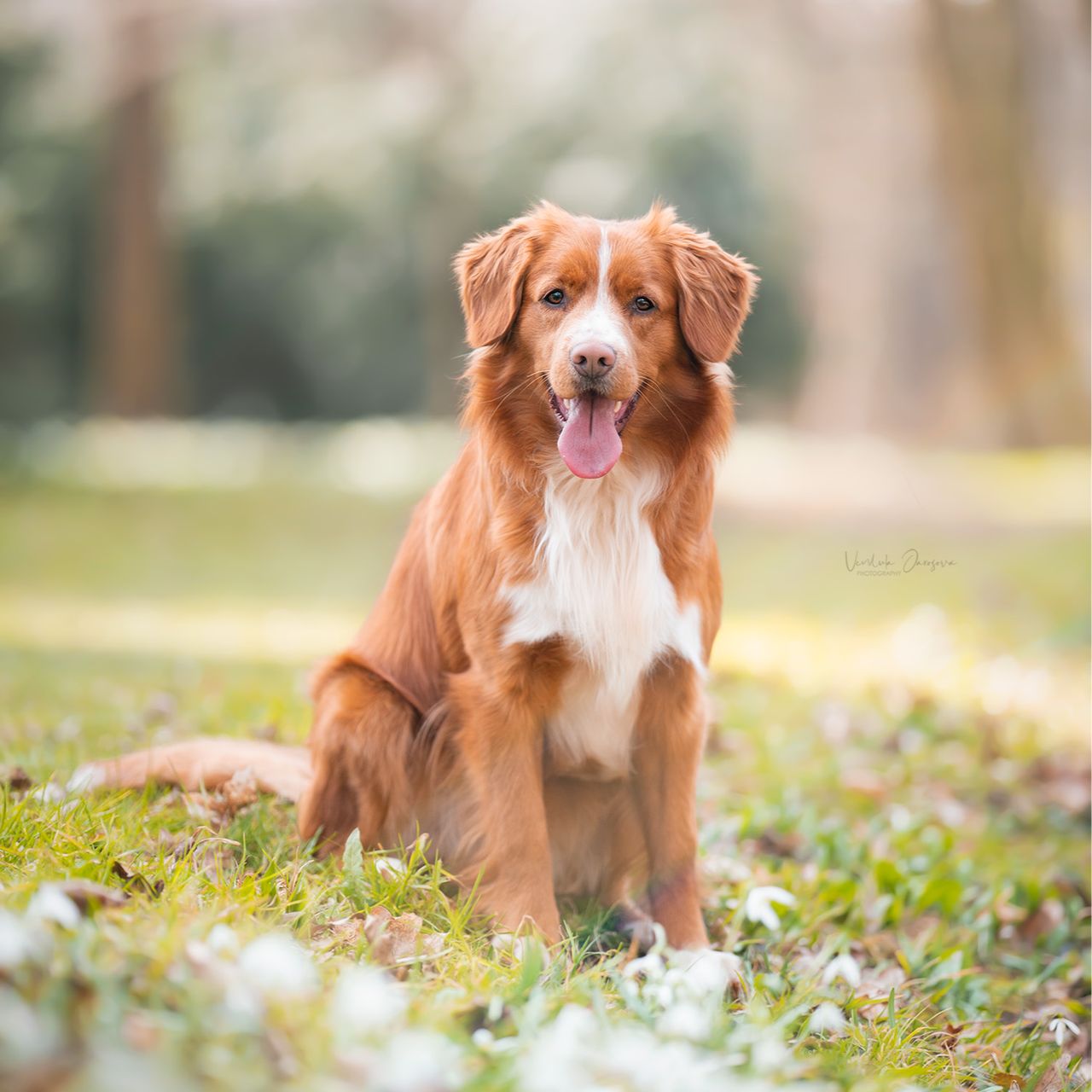 Soutěžní fotografie - Ricky,  Nova Scotia Duck Tolling Retriever