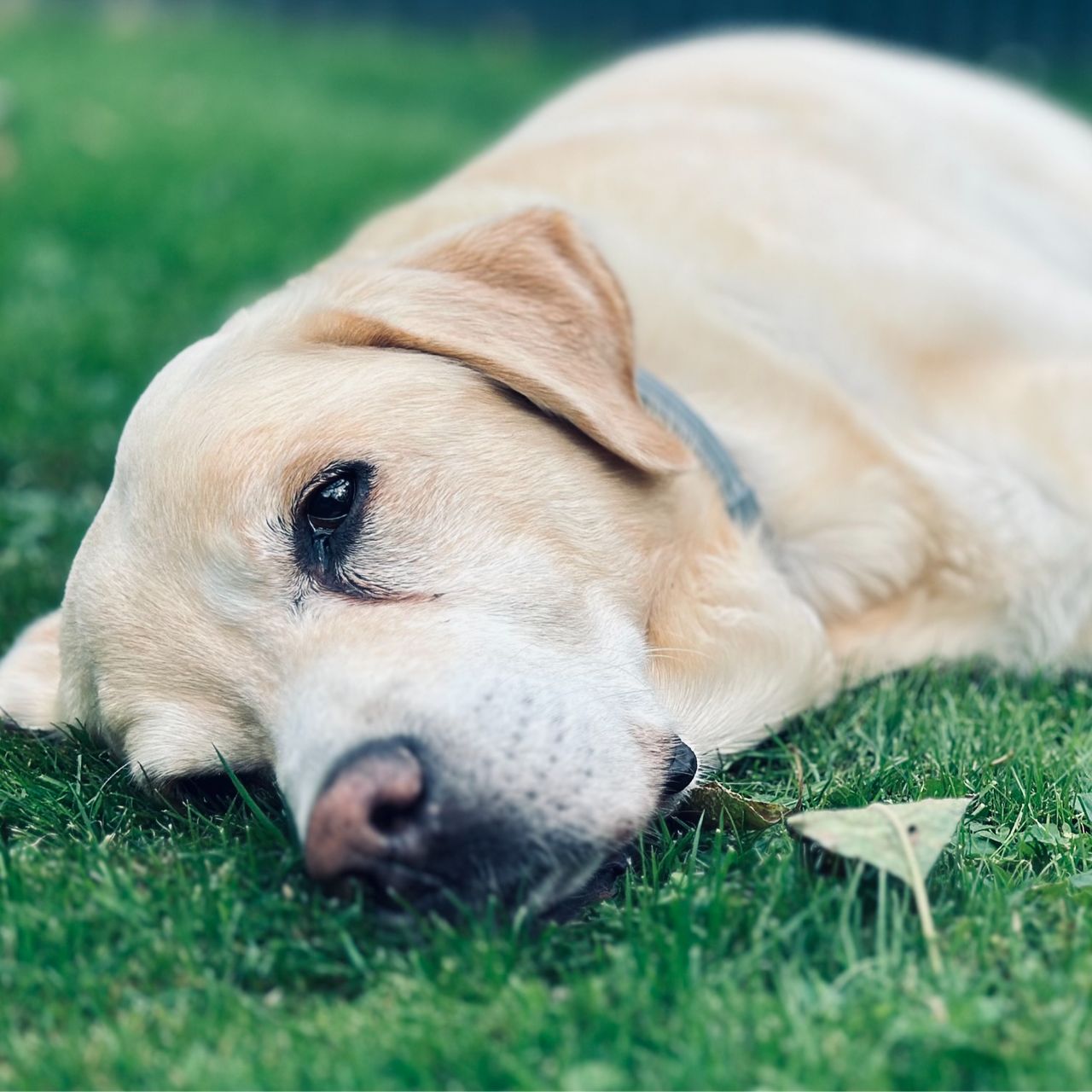Soutěžní fotografie - TAZ,  Labradorský retriever