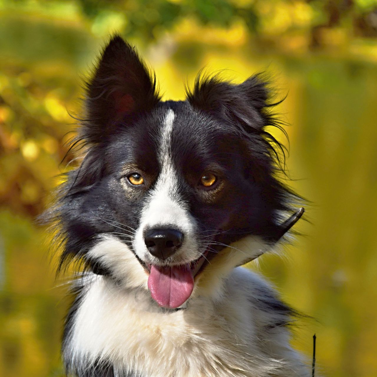 Soutěžní fotografie - Zara,  Border kolie