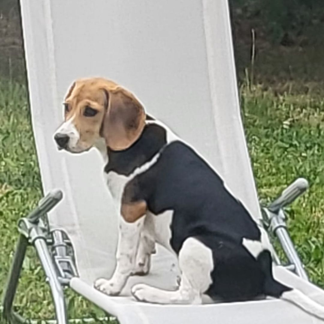 Soutěžní fotografie - Barunka,  Beagle