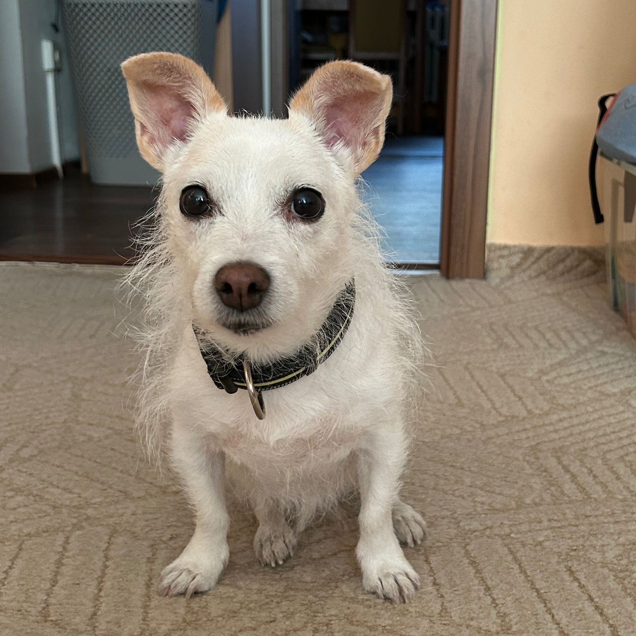Soutěžní fotografie - Terinka,  Jack Russell Teriér