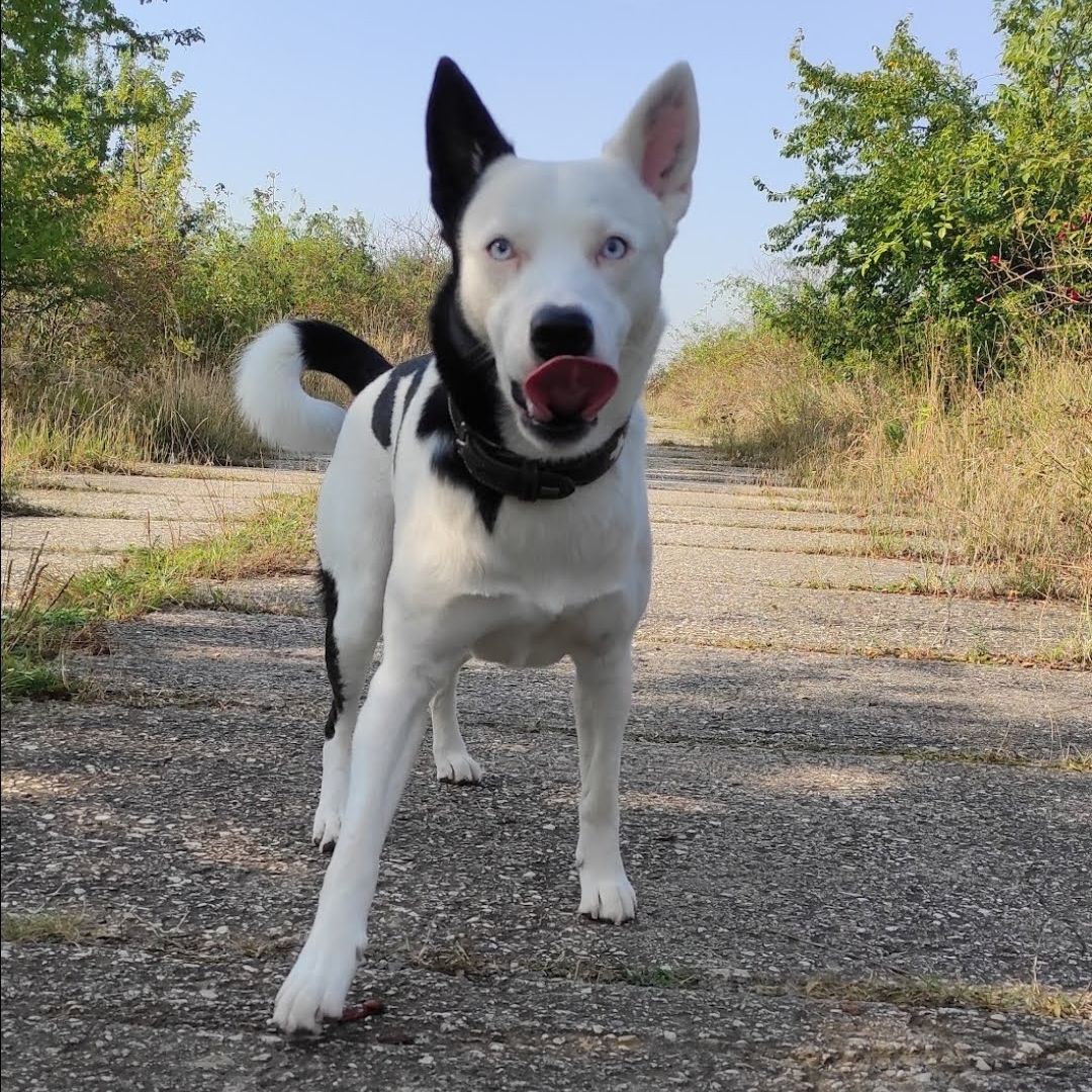 Soutěžní fotografie - Dexter,  Ostatní