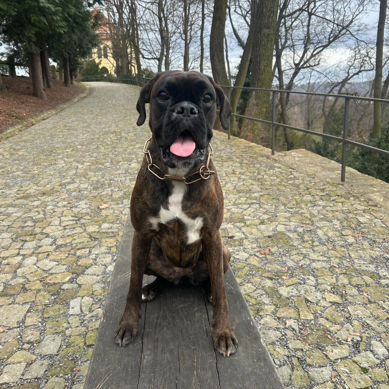 Soutěžní fotografie - Ambra ,  Německý boxer