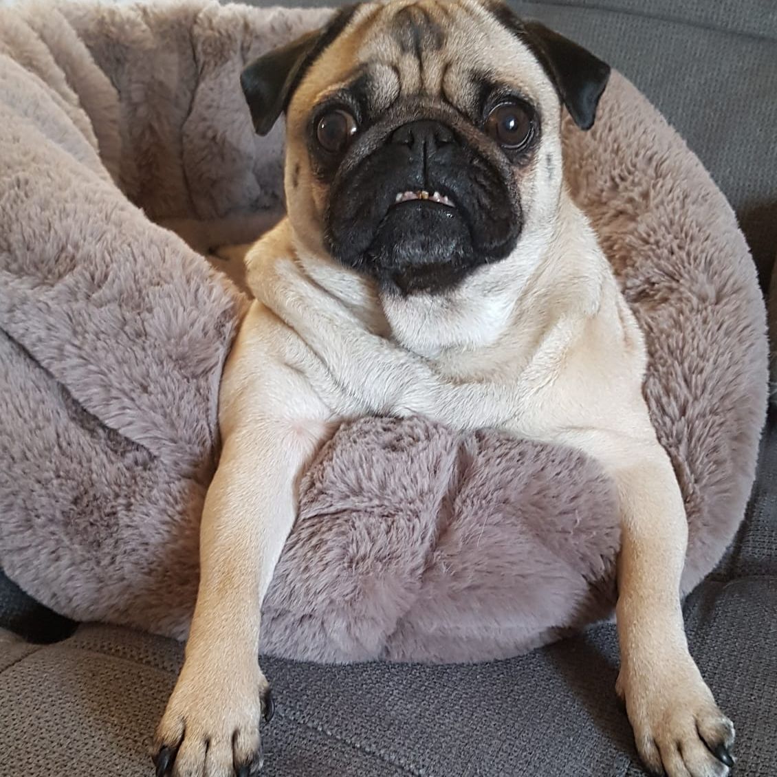 Soutěžní fotografie - Lady,  Mops