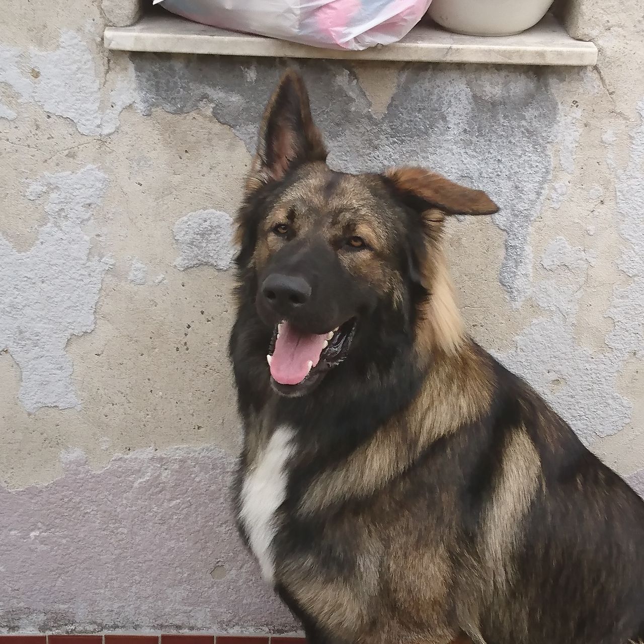 Soutěžní fotografie - Bart,  Německý ovčák