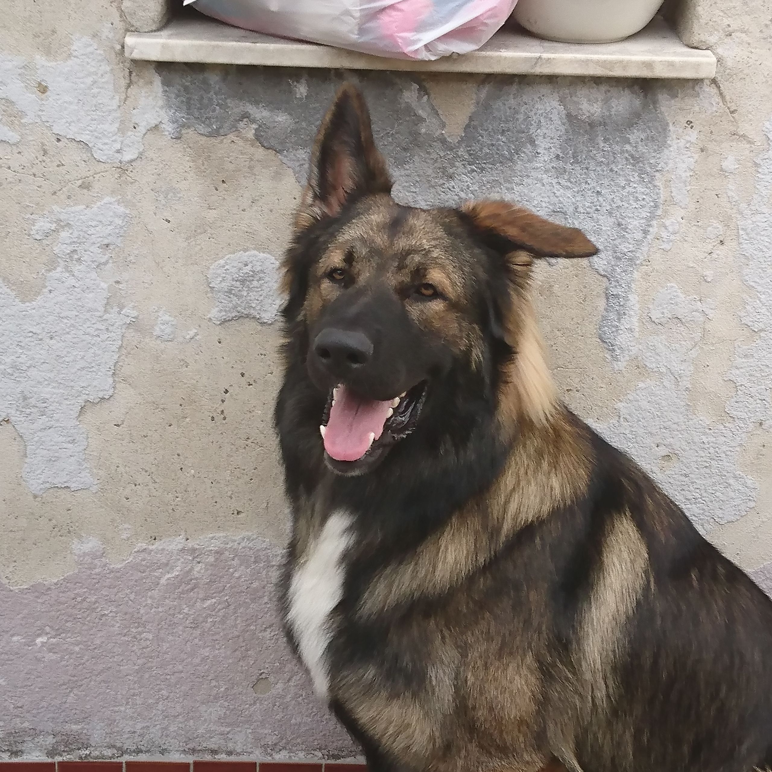 Soutěžní fotografie - Bart,  Německý ovčák
